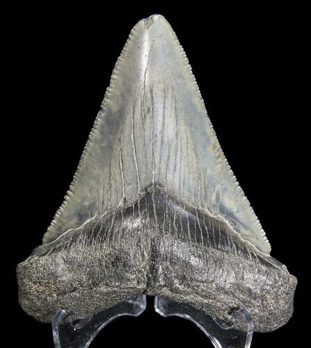 Serrated, Megalodon Tooth - Georgia #63944